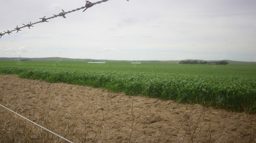 Campo De 380 Has En Coronel Pringles. 100 % Agrícola - Sobre Ruta !