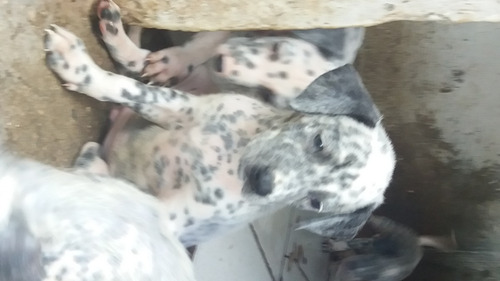 Cães Dálmatas Todo Pintado