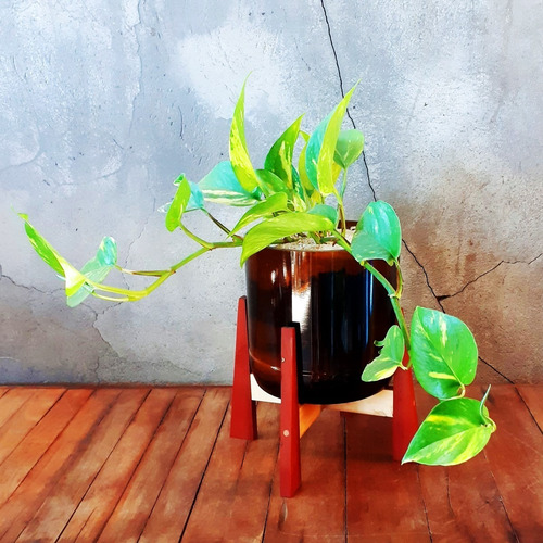 Imagen 3 de 8 de Scindapsus Little Terrario 16 Con Soporte