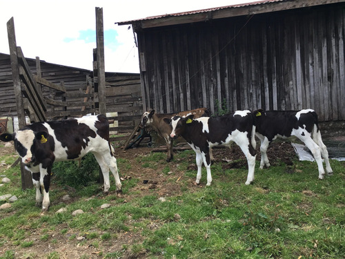 Lindo Campo Agricola Ganadero Sobre Ruta T-625