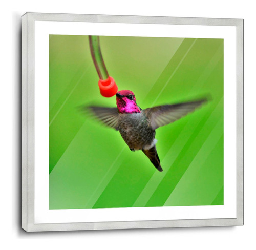 Marco De Poliuretano Con Poster Hermoso Colibri 50x50cm