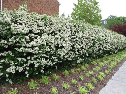 Viburnum Tinus ( Laurel Salvaje) 10lts