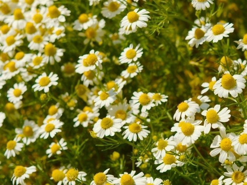 Imagen 3 de 6 de Semillas De Manzanilla - Huerta Premium - Aromatica + 400 S.