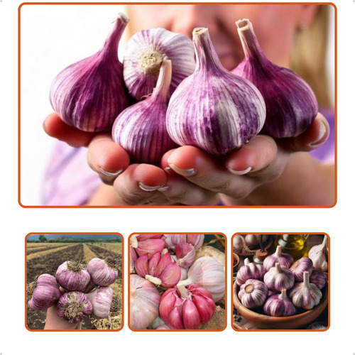 Kit Batata Asterix 5kg E Alho Roxo 500gr Saco