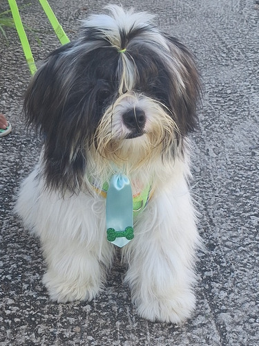 Cachorro Shih Tzu + Lhasa Apso. Macho