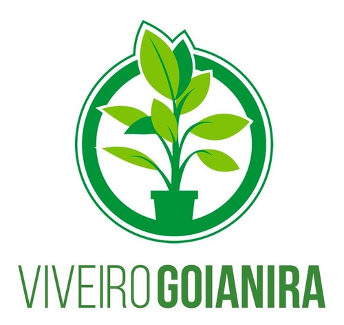 Muda De Mamacadela Do Cerrado (brosimum Gaudichaudii)