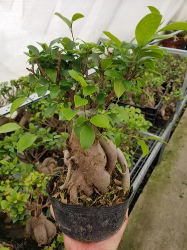 Imagen 1 de 2 de Ficus Microcarpa Ginseng Planta Arbol Bonsai Grande