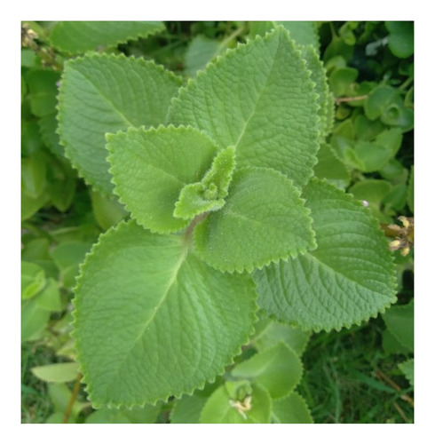 2 Mudas Hortelã Pimenta Sem Agrotóxico + Manual De Cuidados