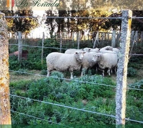 Campo 78 Hectareas Miramar 75% Cultibable Y Ganadero