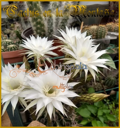 Echinopsis Multiplex - Flor Estrella Blanca - En 5pulgadas | Meses sin  intereses