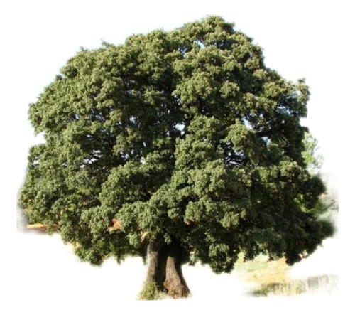 Arbolito De Encina, Quercus Ilex. Agroecologico