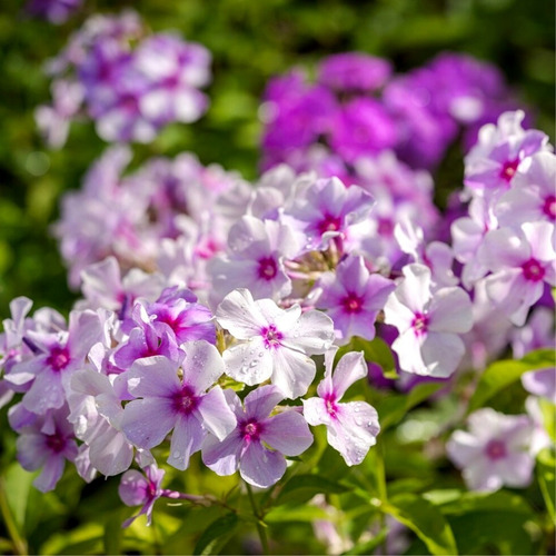 Imagen 2 de 5 de 20 Semillas De Phlox Drumondi Mix - Flor Premium