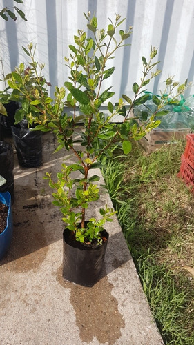Guayabo Del Pais Frutal Nativo.