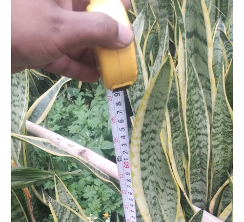 Sanseveria (espada De Rey) 50 Plantas