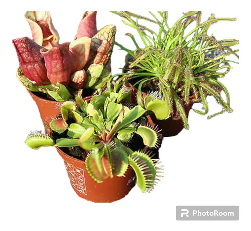 comprar Combo Venus Atrapamoscas, Sarracenia Y Drosera Capensis!!!