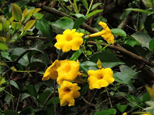 20 Sementes Flor Trepadeira Unha De Gato Alambrado P/ Mudas