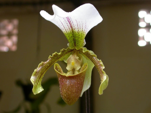 Imagem 2 de 4 de Mudas De Orquídeas Sapatinho (paphiopedilum Leeanum) Adultas