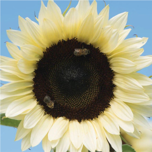 Semilla De Girasol Procut White Nite Centro Negro 5 Millares