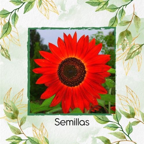 16 Semillas Flor Girasol Rojo + Obsequio Germinación