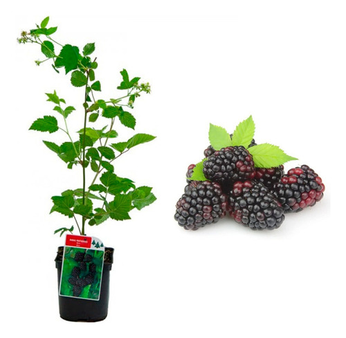 Planta De Hierba Mora Planta