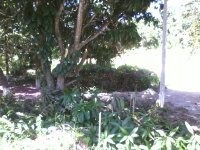 Imagem 13 de 14 de Terreno Medindo 400mts2 Mais 600 De Area De Preservação B.