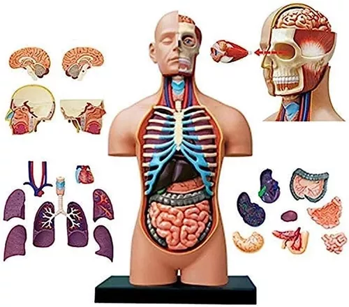 Modelo De Anatomia Del Cuerpo Humano - Temu Mexico