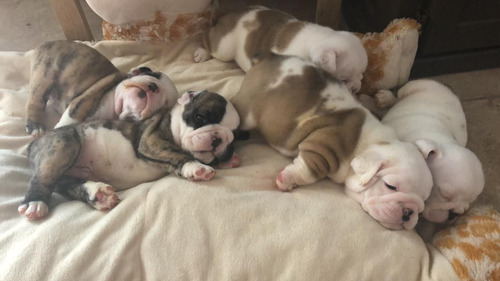 Imagen 6 de 7 de Hermosos Bulldog Ingles