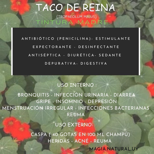 Homeopatía Tintura Madre Taco De Reina . Magia Natural.