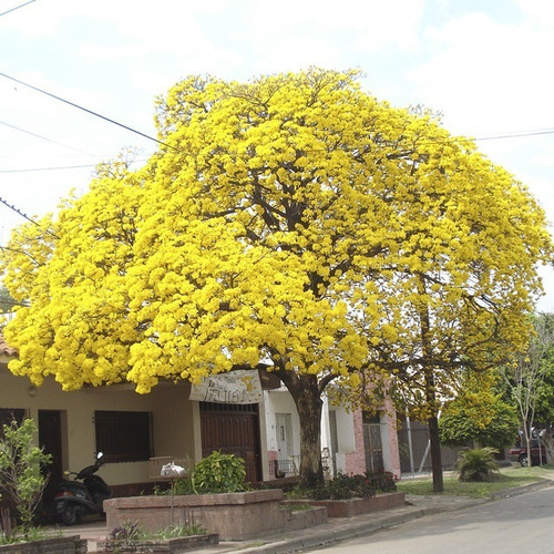 100 Semillas De Lapacho Amarillo 2020!!!!!!!!