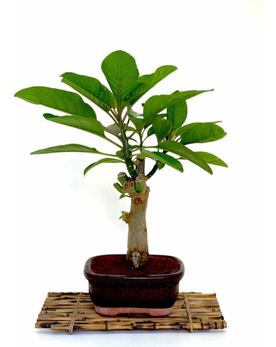 Bonsai Planta Ombú 12 Años 30cm Maceta Cerámica Esmaltada N4