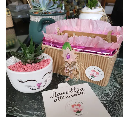 Mini Cactus Y Suculentas