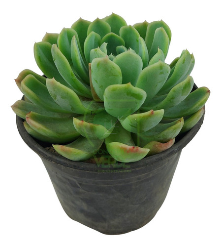 Planta Echeveria Elegans