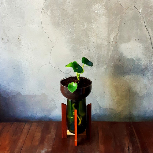 Peperomia Cuchara Little Plant 27 Con Soporte