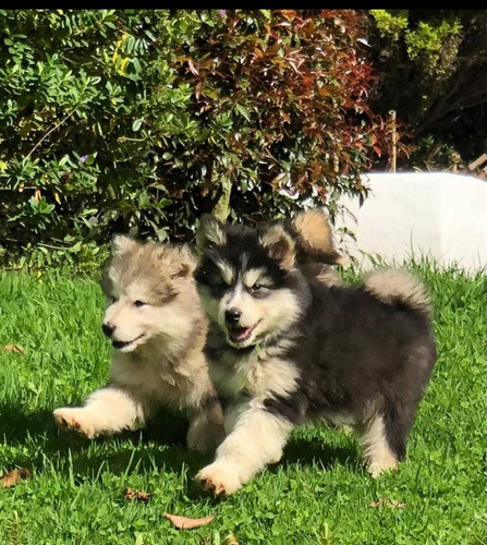 Cachorro Alaska Malamute 