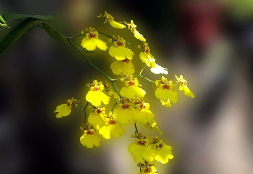 Muda De Orquídea Oncidium Flexuosum (chuva De Ouro)