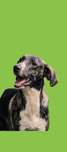 Rony, Un Atigrado Muy Bello Y Mimoso En Adopcion, Hermoso !!