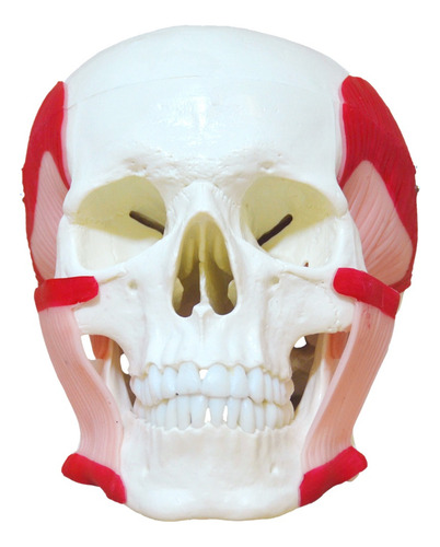 Modelo Anatômico Do Crânio Com Músculos Mastigação Anatomic