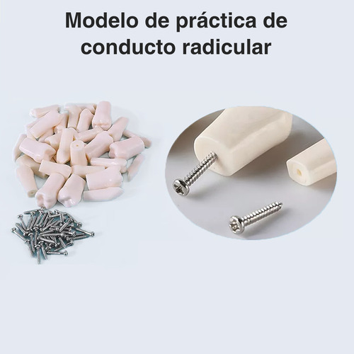 Paquete De Dientes 32 Dientes Tipodonto Con Destornillador Y Tornillos Modelos Anatomicos Para Nissin 32 Dientes Tipodonto