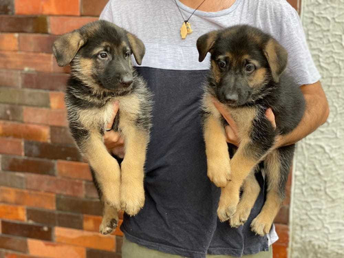 Imagen 3 de 5 de Cachorros Pastor Alemán