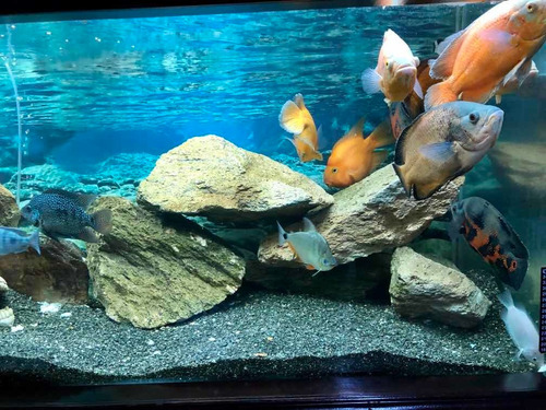 Acuario Pecera Completo