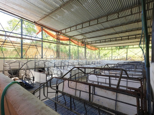 Carlos Colmenarez Vende Finca 28hec (todas Empastadas) Cercas Perimetrales 02 Cochineras; 01 Cochinera Para 150 Madres Y Capacidad De 800 Animales De Engorde 01 Cochinera Con Capacidad De 400 Animale