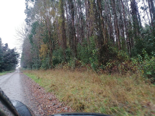Campo Forestal Con Eucaliptos, De 67 Hás En Reumén, Paillaco
