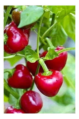 Pimiento Rojo Dulce *pimenton* Semillas