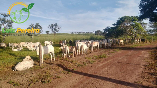 Imagem 1 de 15 de Fazenda À Venda Em Santa Tereza Do Tocantins-to-de 166 Alqueirões(pecuária) - 1692