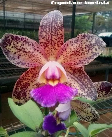 Orquídea Especial Cattleya Pão-de-açúcar!!! | Frete grátis