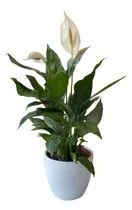 Comprar Spathiphyllum - Cunas De Moisés Lirio De Paz M15