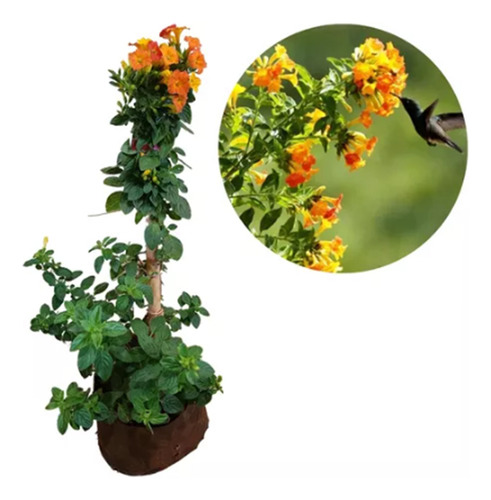 Bulbo, Rizoma, De Marianinha - Perfeita Para O Jardim