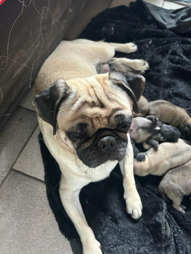 Perros Cachorros Pug Carlino (sólo Machos)