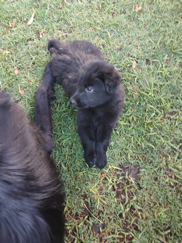 Imagen 3 de 5 de Cachorros Ovejero Belga