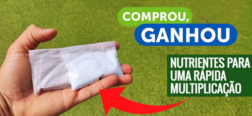 Imagem 3 de 6 de Porção De Lemna Minor Lentilha Dágua Flutuante 1000 Un